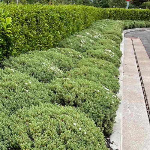 A Guide to Selecting Low-Litter Shrubs for Cleaner Outdoor Spaces - Cover Image