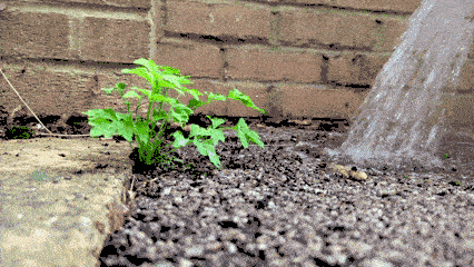 Hot water being applied at the base of a weed
