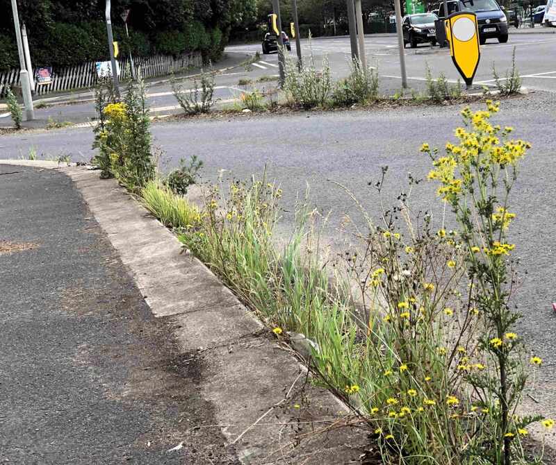 A plea for Councils to fulfil their duty to keep our highways clean - Cover Image