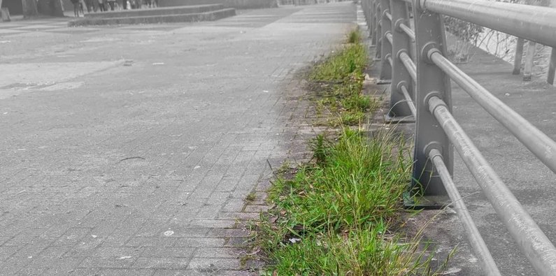 The 2026 Roadmap: Redefining Weed Management in the Amenity Sector - Cover Image