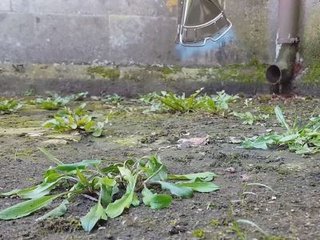 How to get the best from Thermal Weed Management - Cover Image